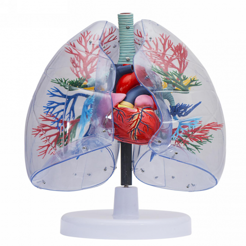 透明肺、氣管、支氣管連心臟模型